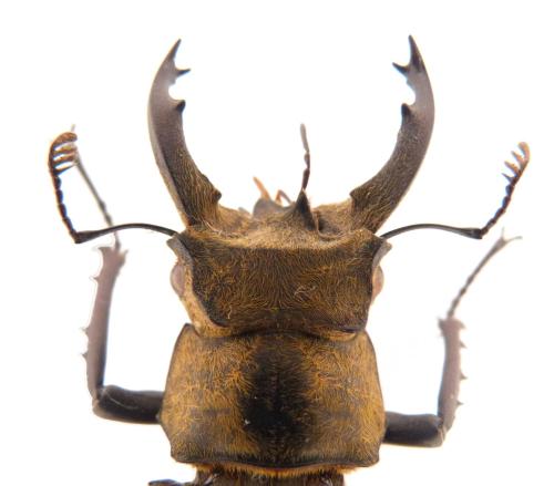 Réf. 296 341 : Lucanus sericeus sericeus